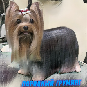 Породный груминг йоркширского терьера! По стандарту!