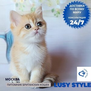 Британская золотая девочка