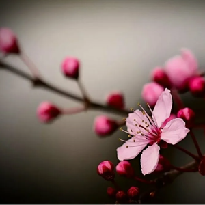 Dino bilan jinsiy aloqa