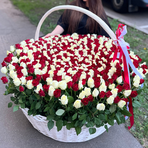 501 роза в корзине (красно-белая)