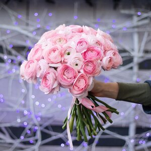 Ранункулюсы 31 штука 0243 купить в интернет-магазине