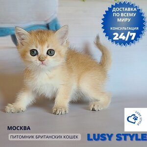 Британский золотой котенок