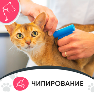 Чипирование животных