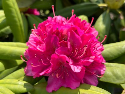 Рододендрон Catharine van Tol