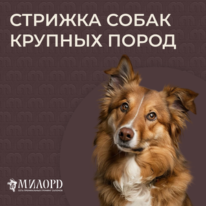 Стрижка собак крупных пород