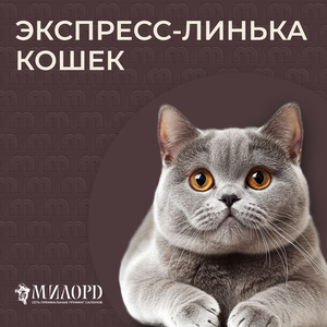 Экспресс-линька кошек