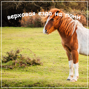 Верховая езда на пони