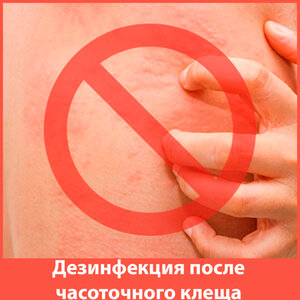 Дезинфекция чесоточного клеща