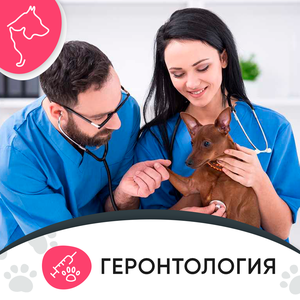 Прием геронтолога для животных