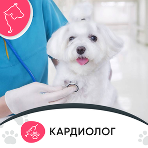 Кардиолог для животного