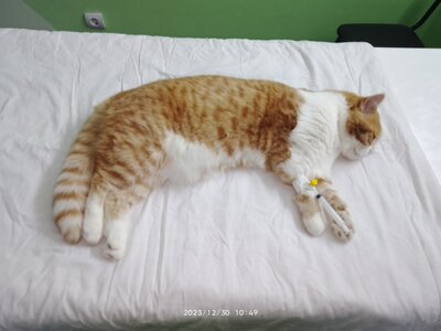 Кастрация кота 