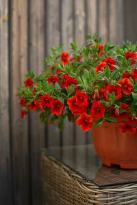 Калибрахоа 'Кали Оранж' / Calibrachoa 'Kali Orange', 5,5