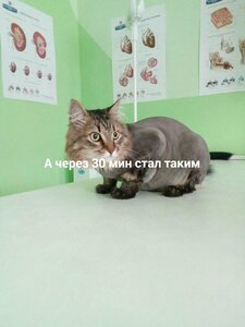 Стрижка кошек 