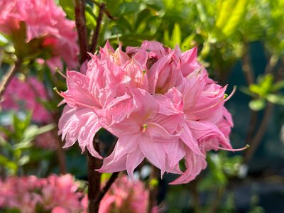 Рододендрон (АК) Homebush