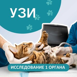 УЗИ для животных
