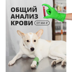 Общий анализ крови для животных