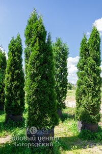 Туя западная "Смарагд" / Thuja occidentalis "Smaragd"