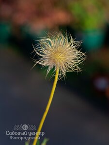 Прострел обыкновенный 'Альба' / Pulsatilla vulgaris 'Alb