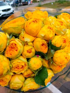 Роза пионовидная