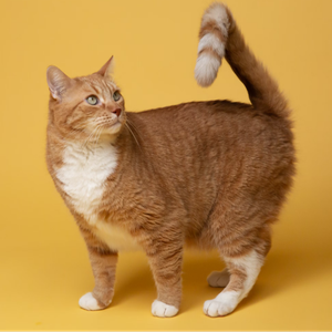 Гигиеническая стрижка кошки (под машинку, без наркоза)