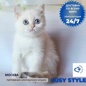 Британский котенок 