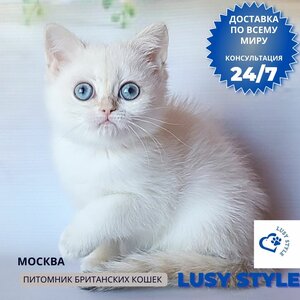 Британская девочка