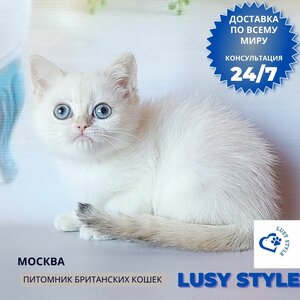 Британская синеглазая девочка