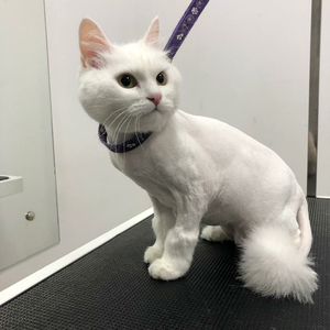 Стрижка кота
