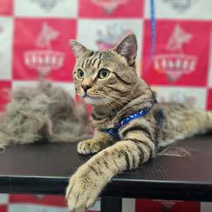 Комплекс Короткошёрстная