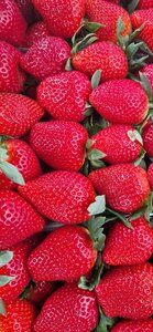 Фрукты_N⁰1.Самая сладкая клубника