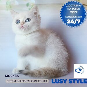 Британская шиншилла