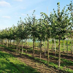 Липа мелколистная (Tilia cordata)