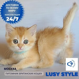 Британская золотая шиншилла девочка