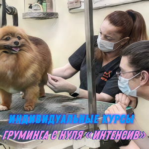 Индивидуальный курс груминга с нуля "Интенсив"