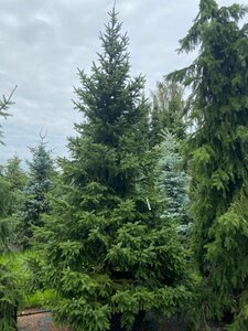 Ель сербская (Picea omorika)
