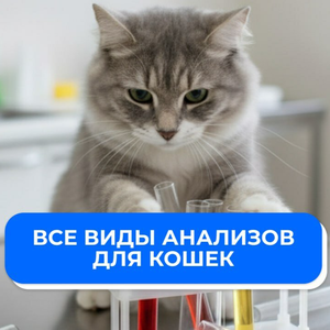 Все виды анализов для кошек