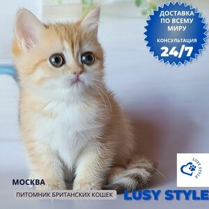 Британский золотой котенок 