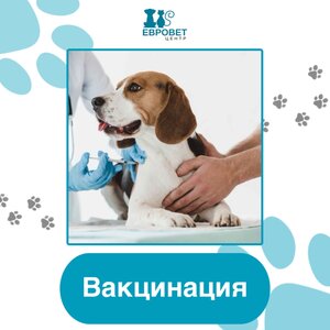 Вакцинация домашних животных