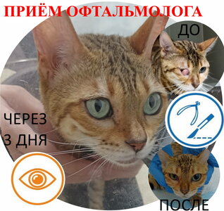 Офтальмолог ветеринарный
