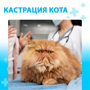 Кастрация котов
