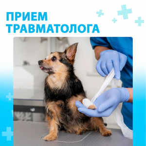 Прием травматолога для питомца