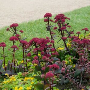 Очиток видный "Red Cauli" Р9, С1,6