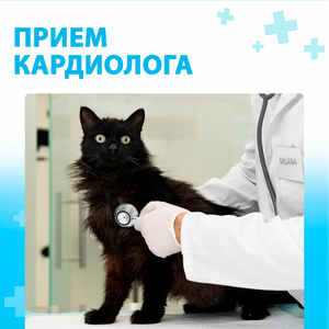 Прием кардиолога для питомца