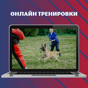Онлайн тренировки