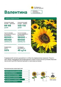 Валентина классический гибрид G +. Семена подсолнечника
