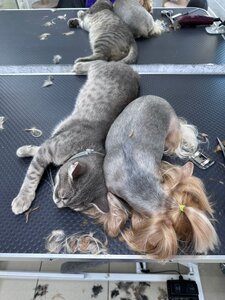 Стрижка для собак и кошек