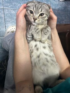 Кастрация кота