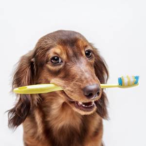  Ультразвуковая чистка зубов животным