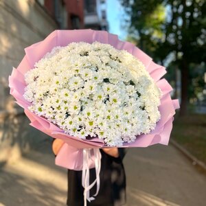 Пышные кустовые хризантемы 