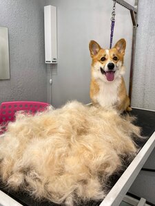 Комплексный уход для корги